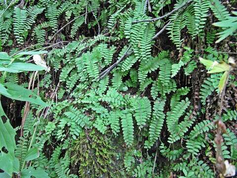 Image of Polystichum craspedosorum (Maxim.) Diels