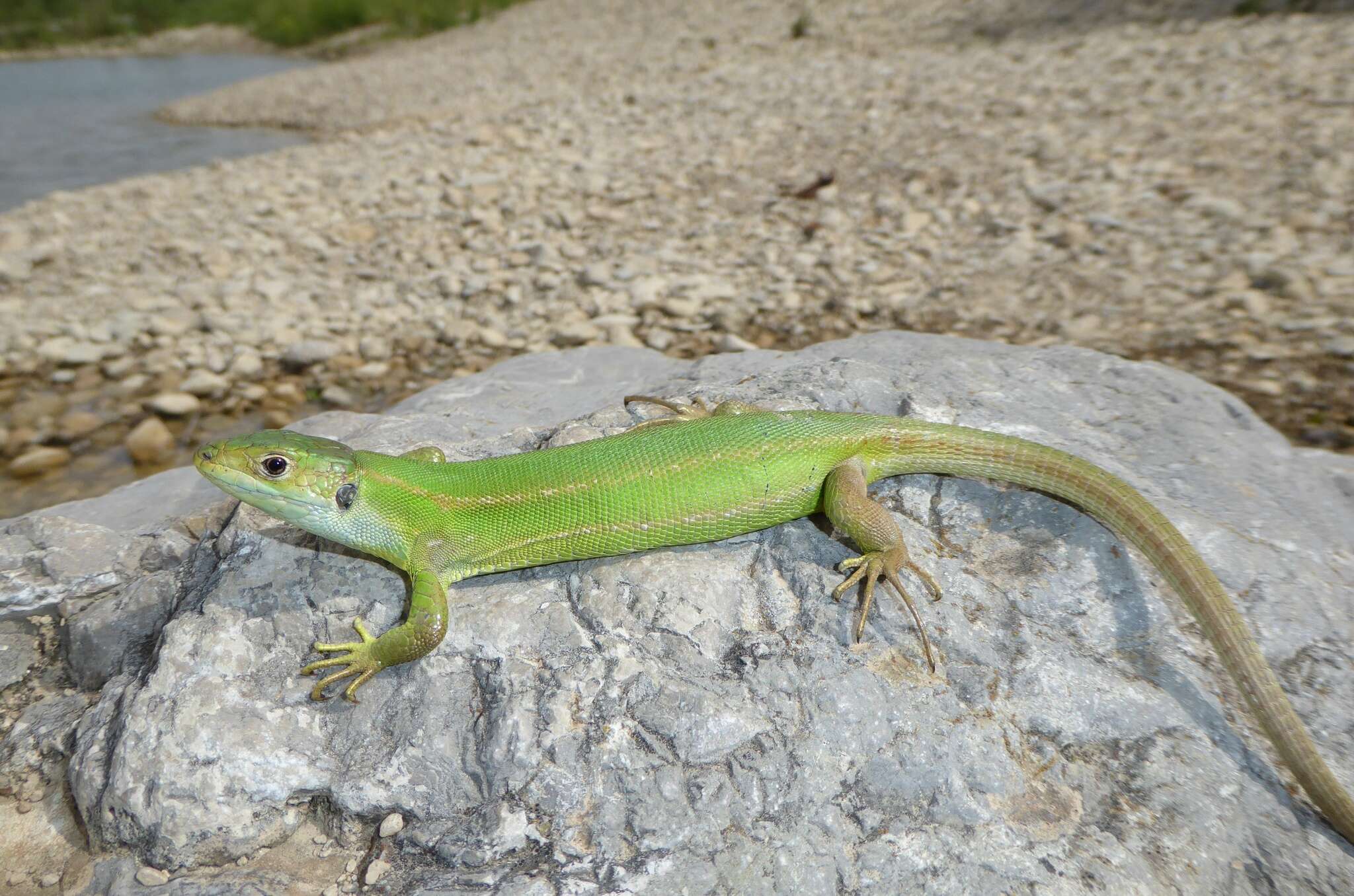 Image of Lacerta bilineata bilineata Daudin 1802