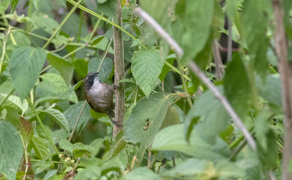 Imagem de Pheugopedius coraya cantator (Taczanowski 1874)