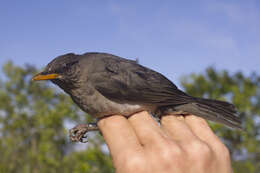 Imagem de Turdus pelios poensis Alexander 1903