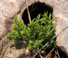 Image of Lysimachia linum-stellatum L.