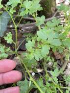 صورة Nemophila aphylla (L.) Brummitt