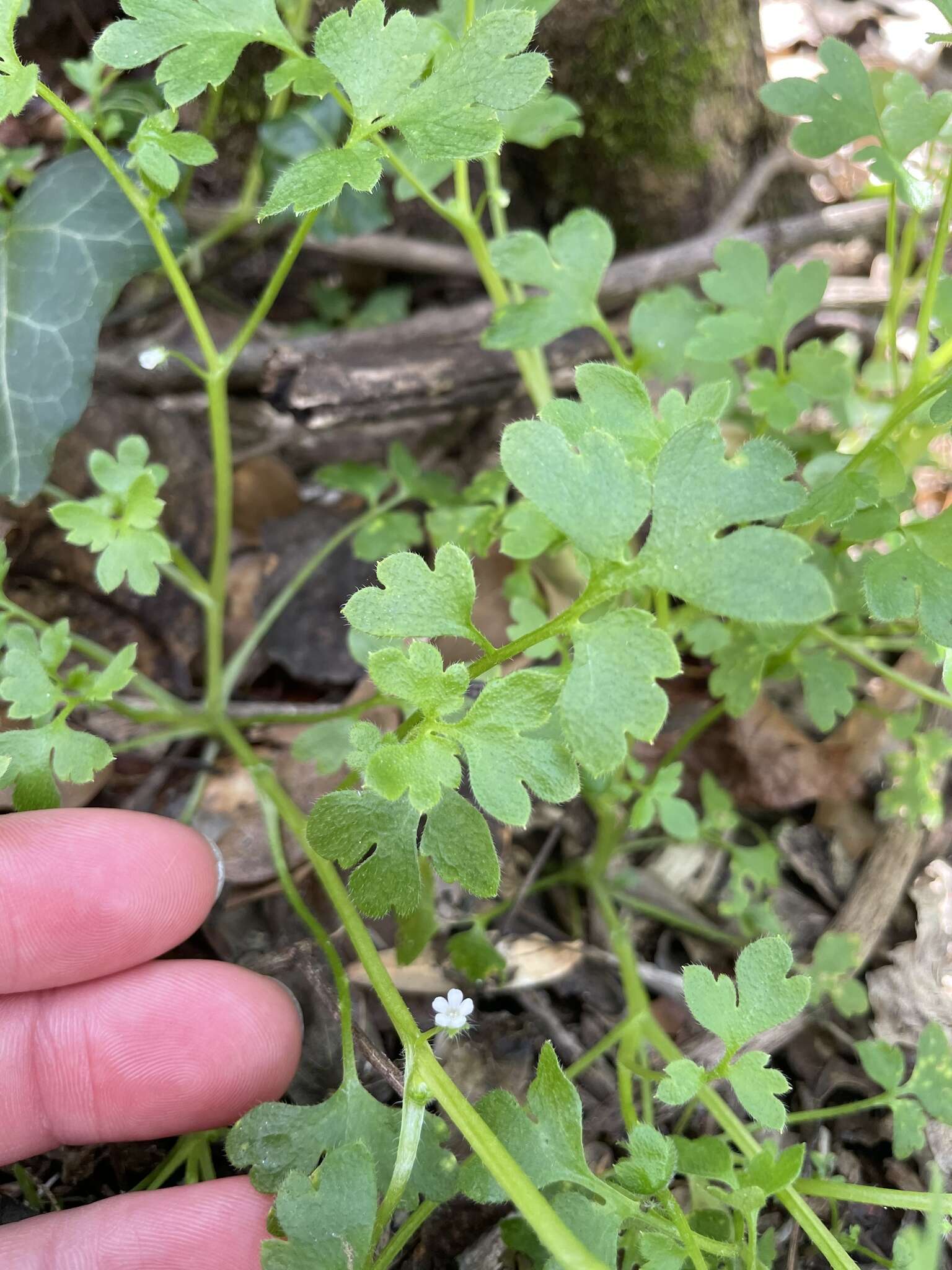 صورة Nemophila aphylla (L.) Brummitt