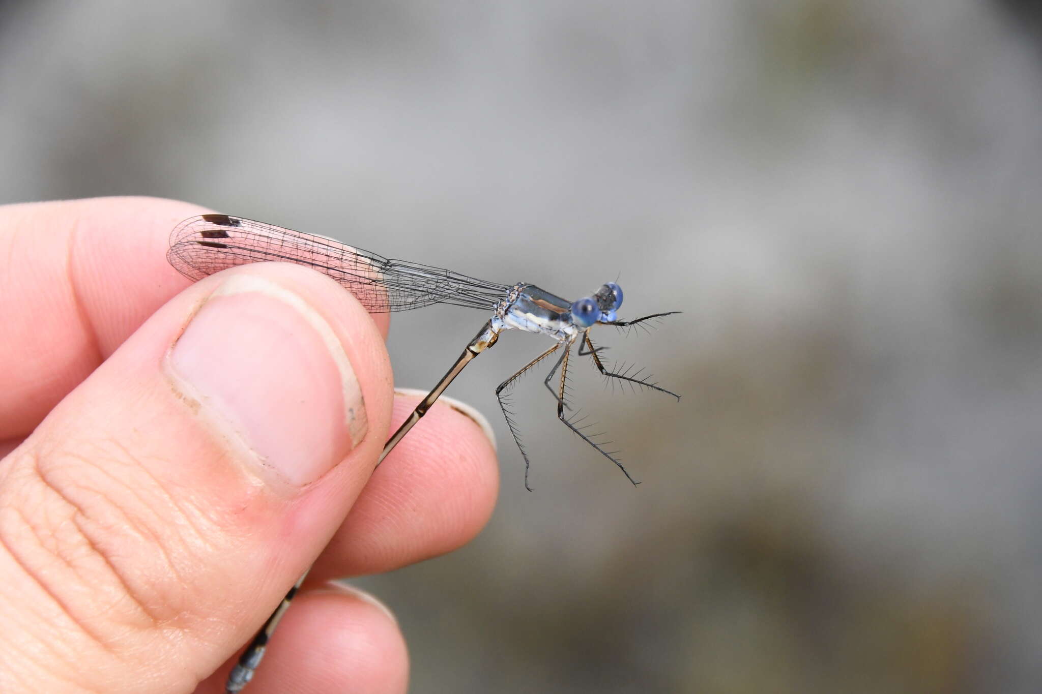 Image of Carolina Spreadwing