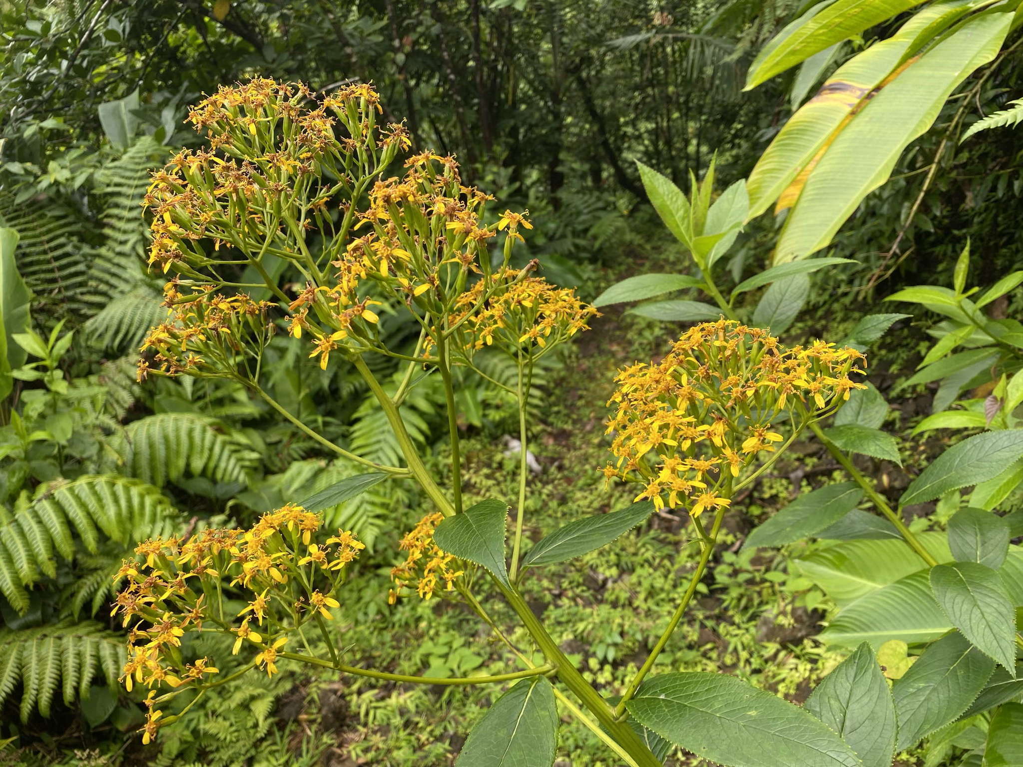 Image de Dendrophorbium lucidum (Sw.) C. Jeffrey