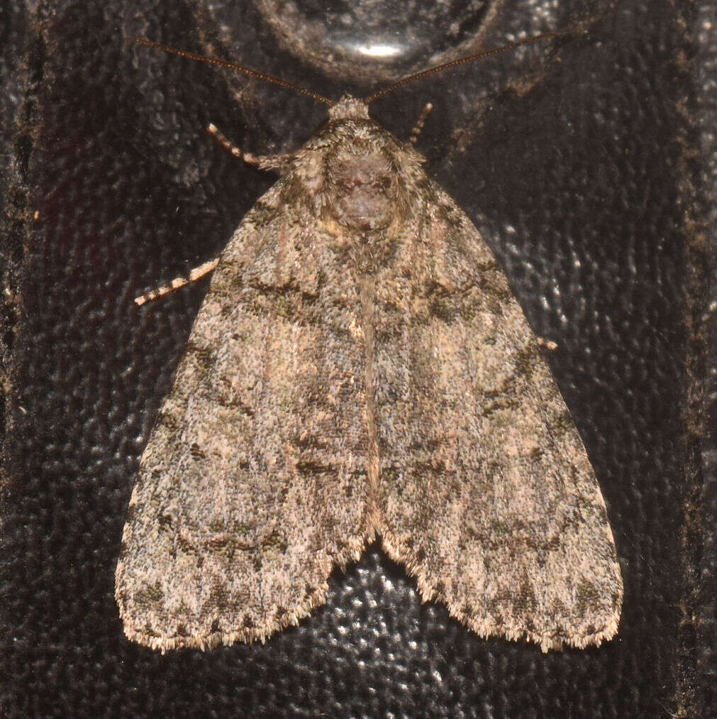 Image of Acronicta tristis Smith 1911