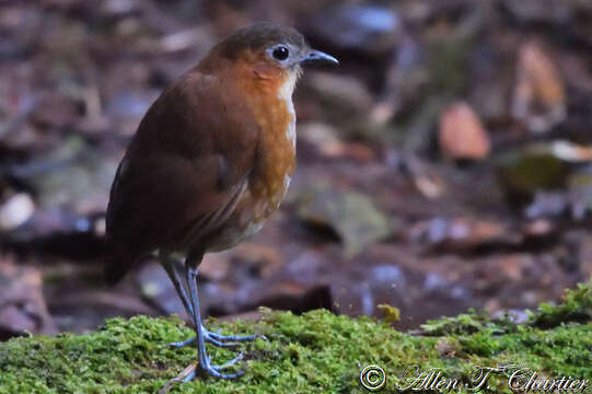 Image of Rusty-tinged Antpitta