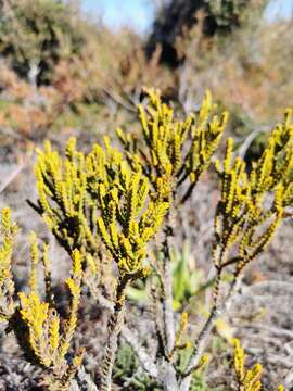 Image of Veronica tetragona Hook.