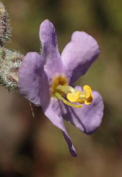 Image of Chaenostoma caeruleum (L. fil.) Kornhall