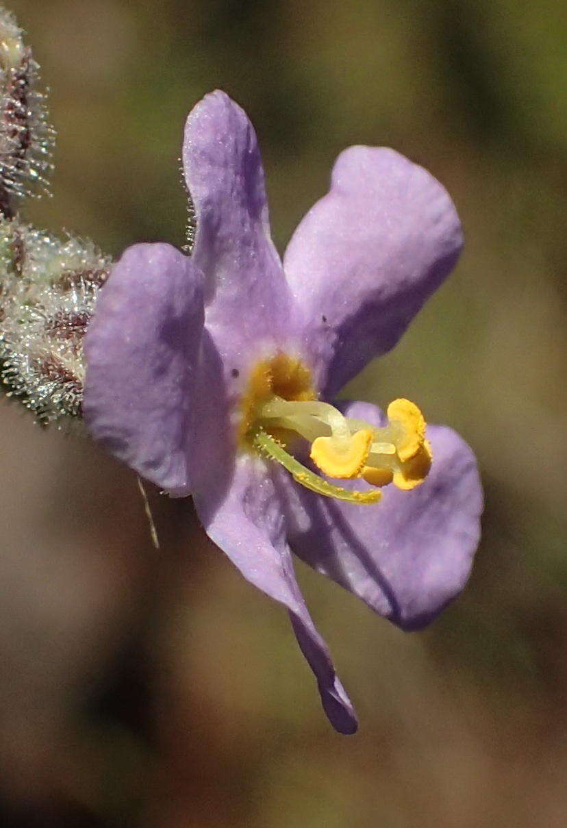 Image of Chaenostoma caeruleum (L. fil.) Kornhall