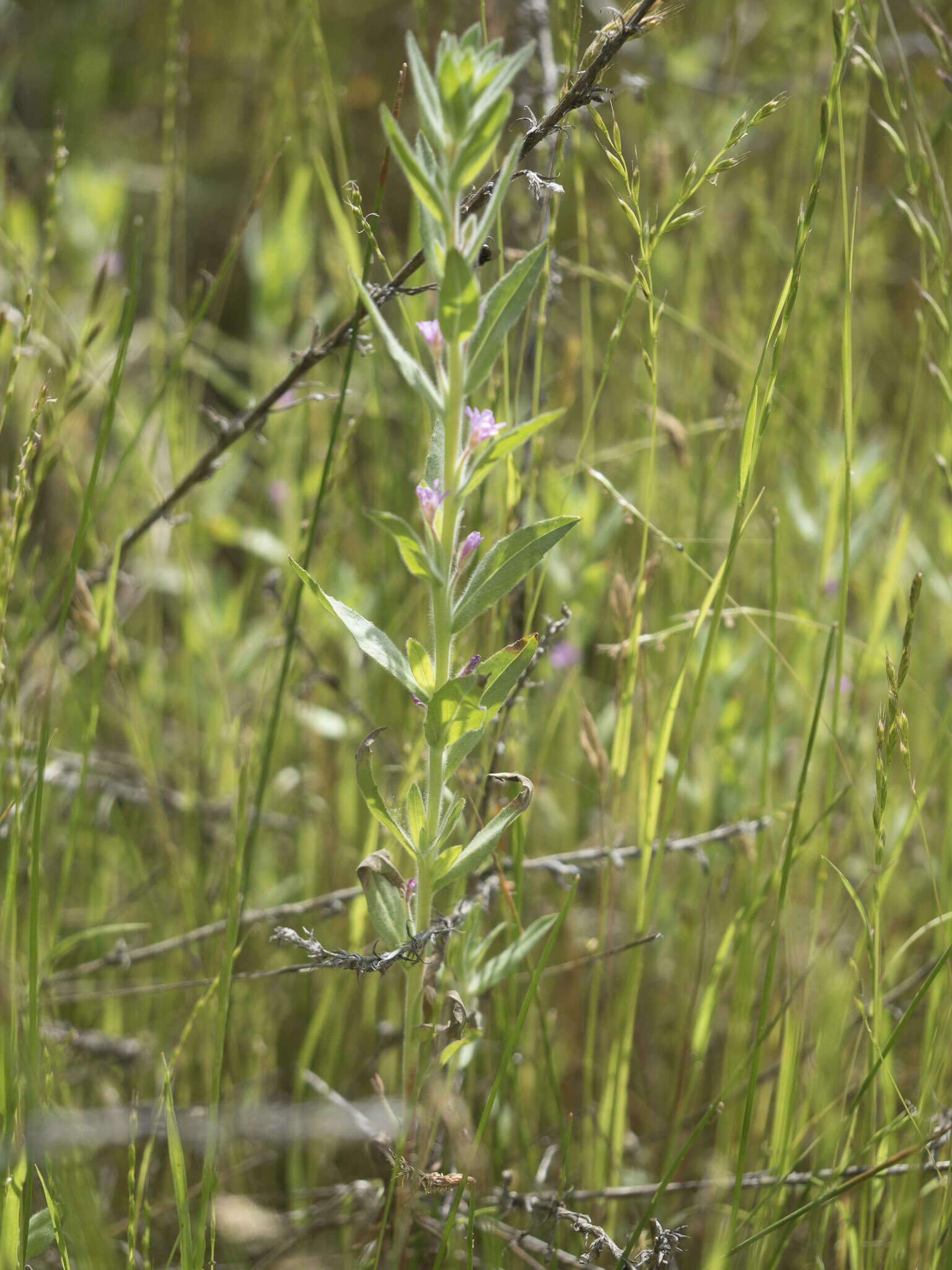 Image of Brook Willowherb