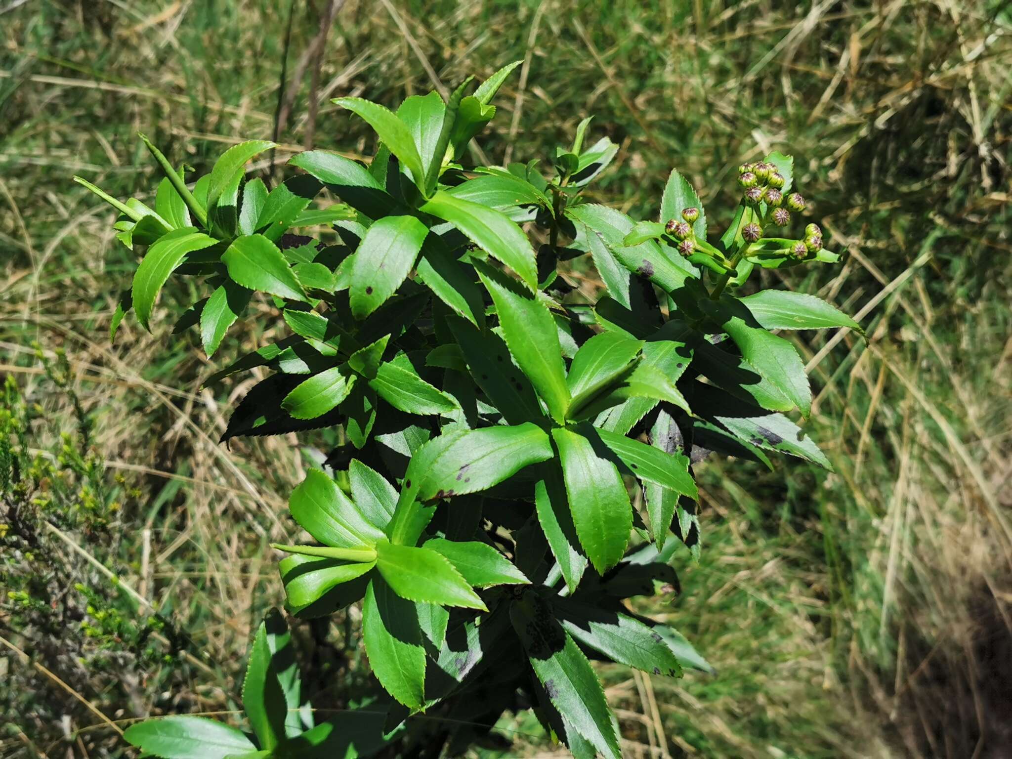 Image of Faujasia salicifolia (Pers.) C. Jeffrey