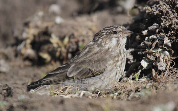 Crithagra ankoberensis (Ash 1979) resmi