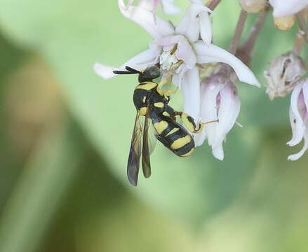 Image of Leucospis bifasciata Klug 1814