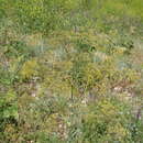 صورة Ferula calcarea M. G. Pimenov