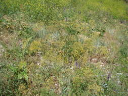 Image de Ferula calcarea M. G. Pimenov