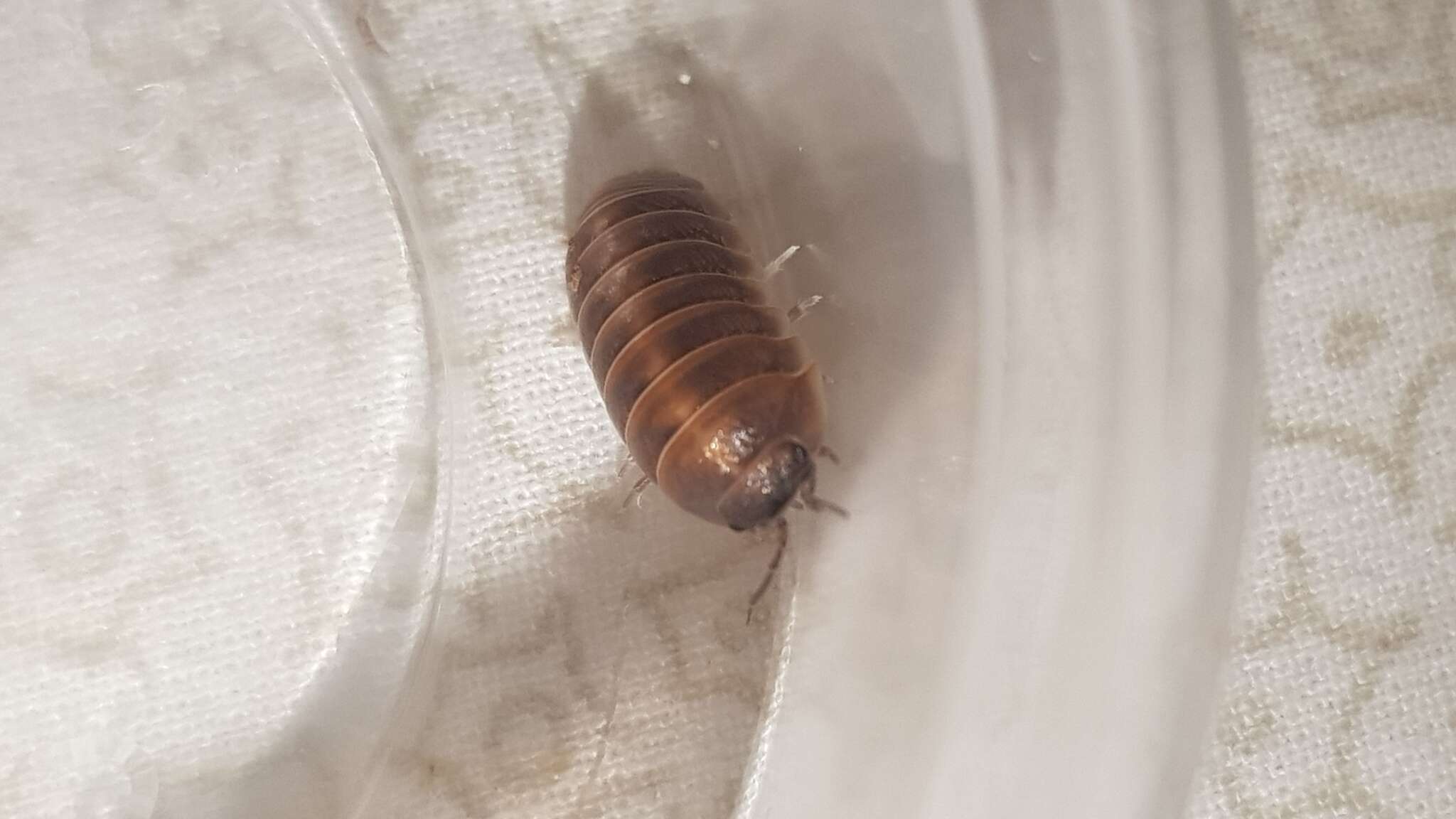 Image of Armadillidium badium Budde-Lund 1885