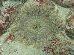 Image of Adhesive sea anemone