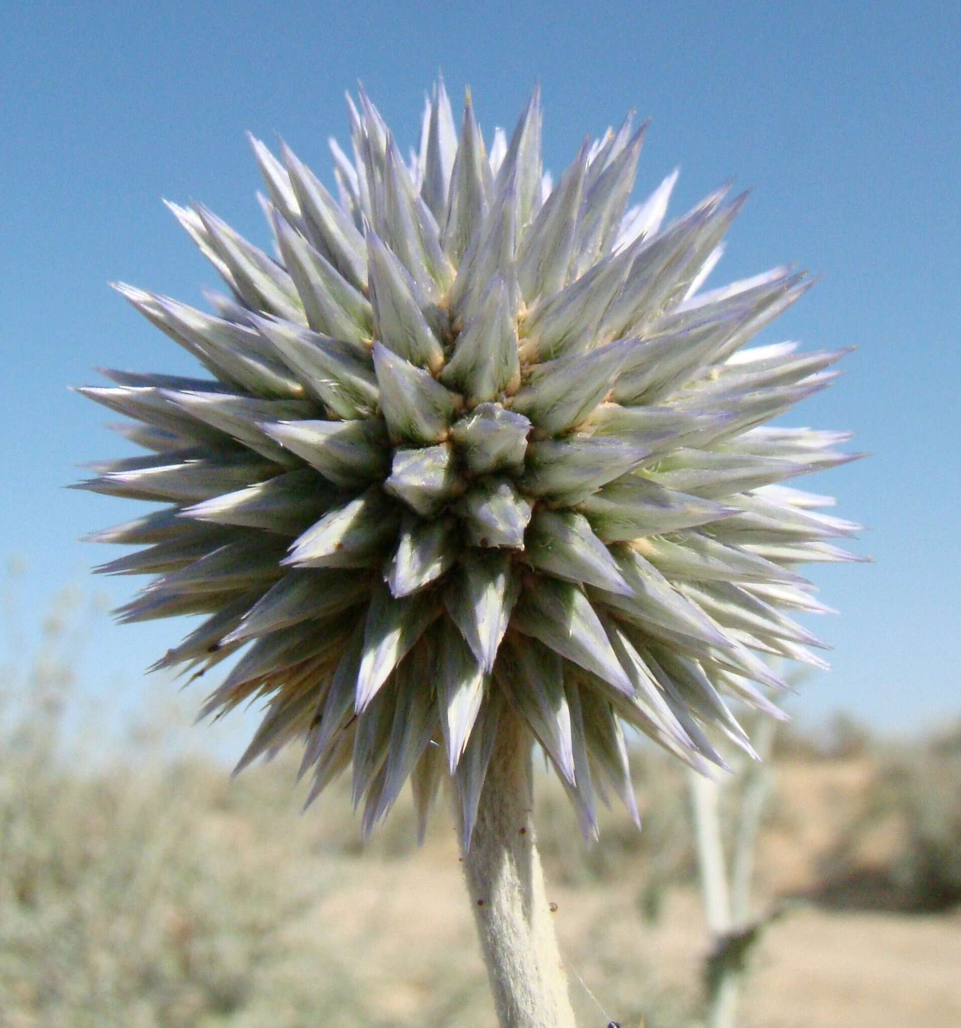 Image of Echinops albicaulis Kar. & Kir.