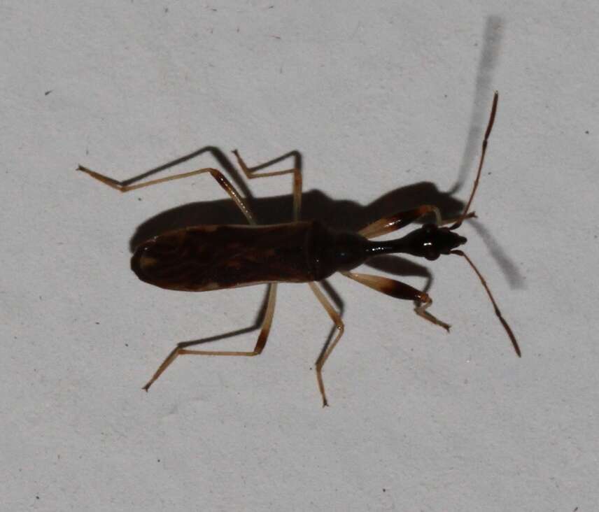 Image of Long-necked Seed Bugs