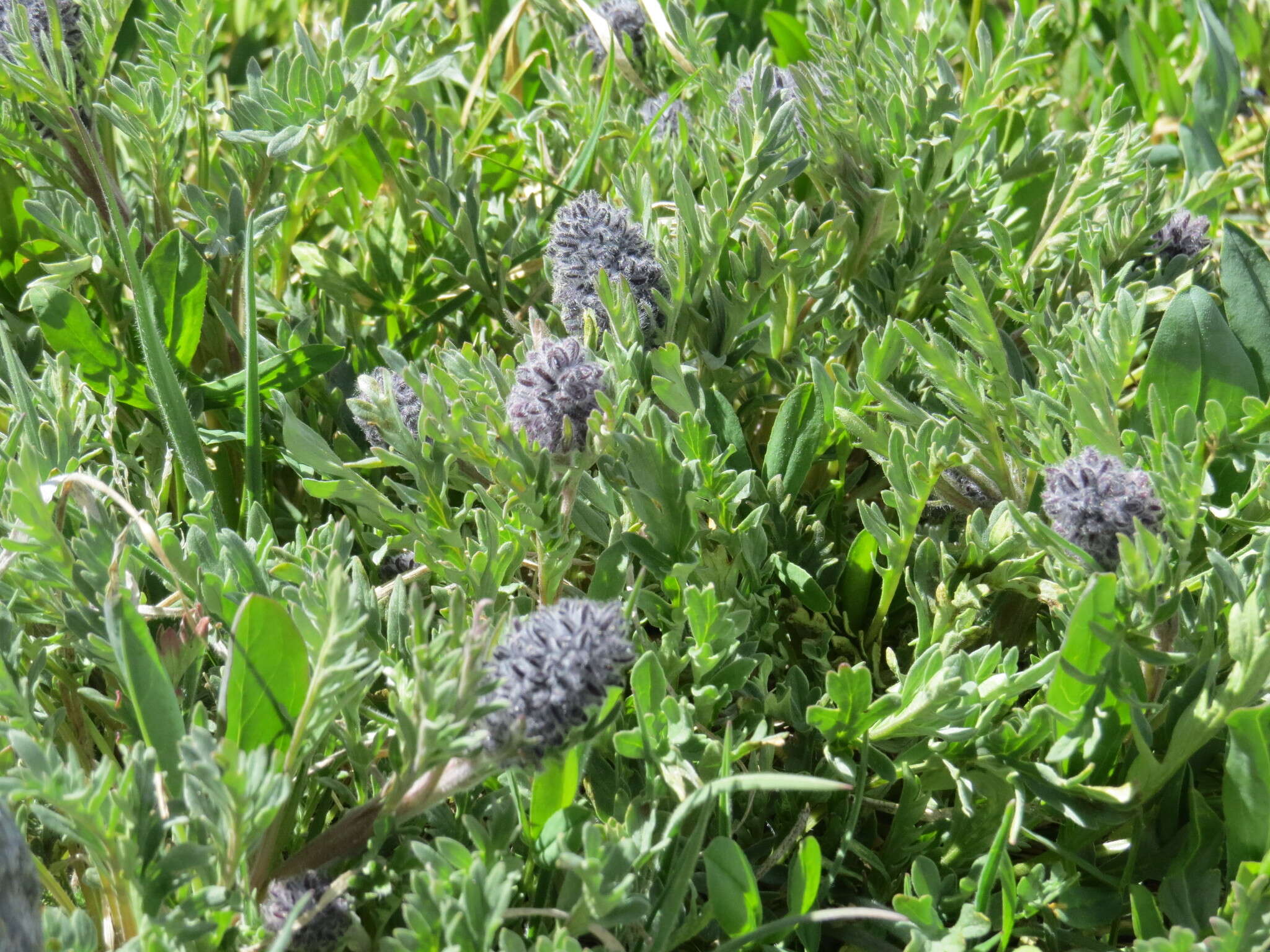 Image of silky phacelia