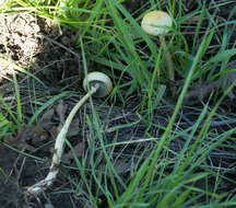 Image of Protostropharia dorsipora (Esteve-Rav. & Barrasa) Redhead 2014