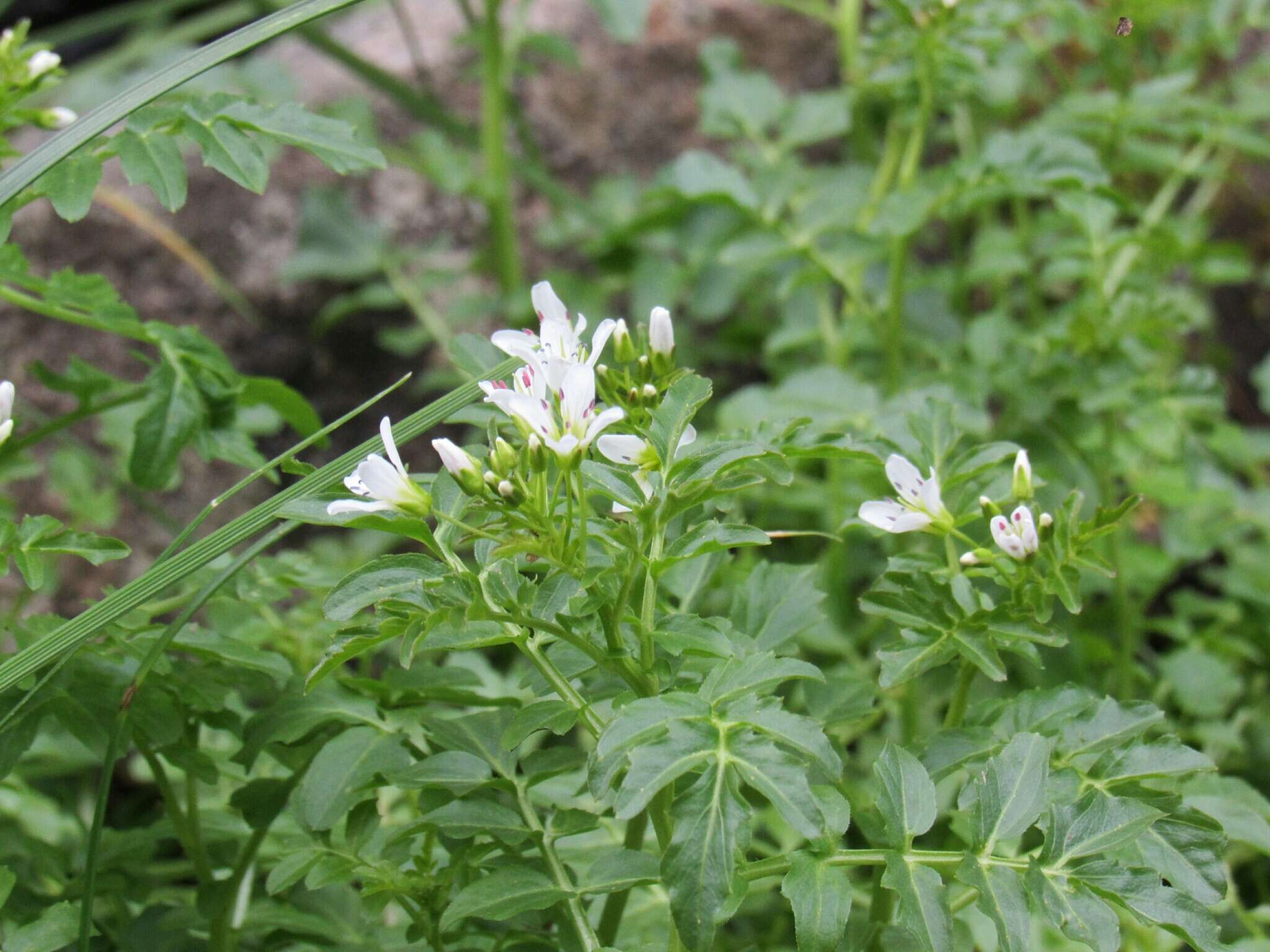 Image of Large Bittercress