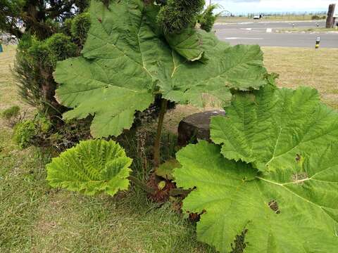 Image of giant rhubarb