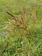 Sivun Sorghum leiocladum (Hack.) C. E. Hubb. kuva