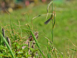 Plancia ëd Prinia inornata flavirostris (Swinhoe 1863)