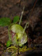 Image of Zeller's spider orchid