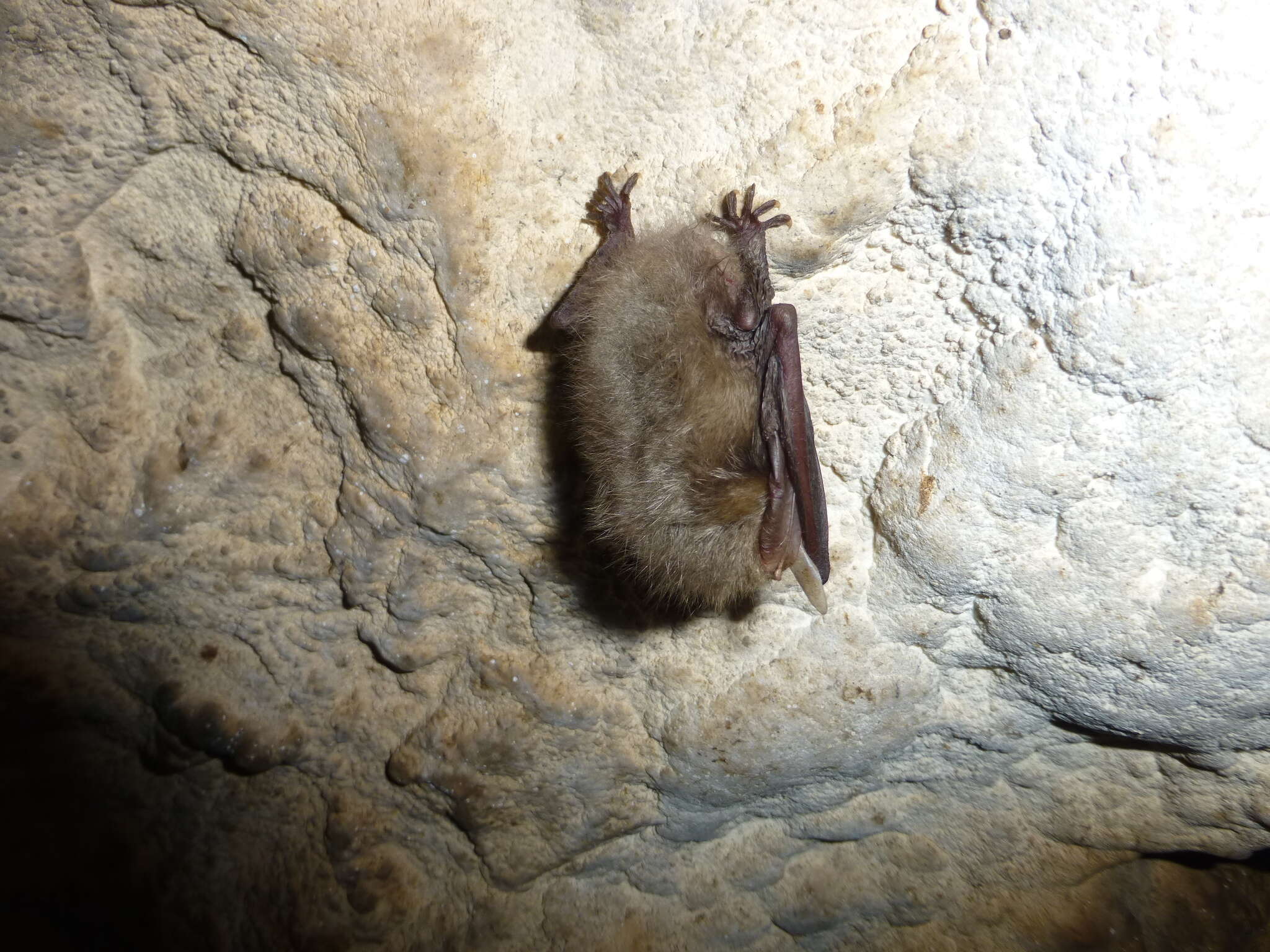 Image of Brown long-eared bat