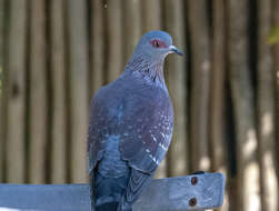 Image de Columba guinea phaeonota Gray & GR 1856