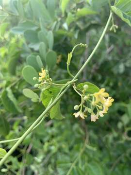 Image of Secamone parvifolia (Oliv.) Bullock