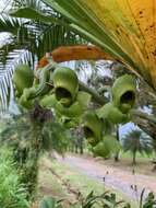 Image de Catasetum maculatum Kunth