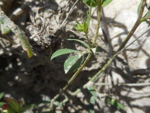 Image of Narrow-leaved Bird's-foot-trefoil