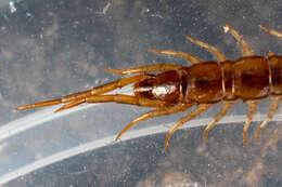 Image of Lithobius melanops Newport 1845