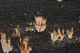 Image of Artomyces austropiperatus Lickey 2003