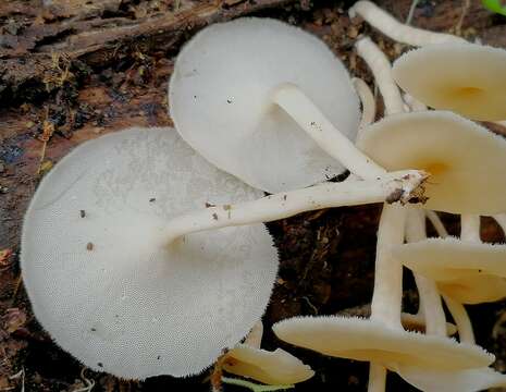 Image de Lentinus flexipes (Fr.) Zmitr. & Kovalenko 2016