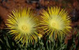 Image of Conicosia elongata (Haw.) Schwant.