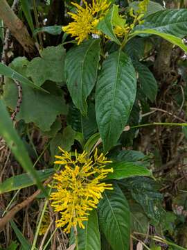 Image of Palicourea lasiorrhachis Oerst.