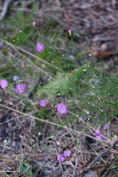 Image of threadleaf false foxglove