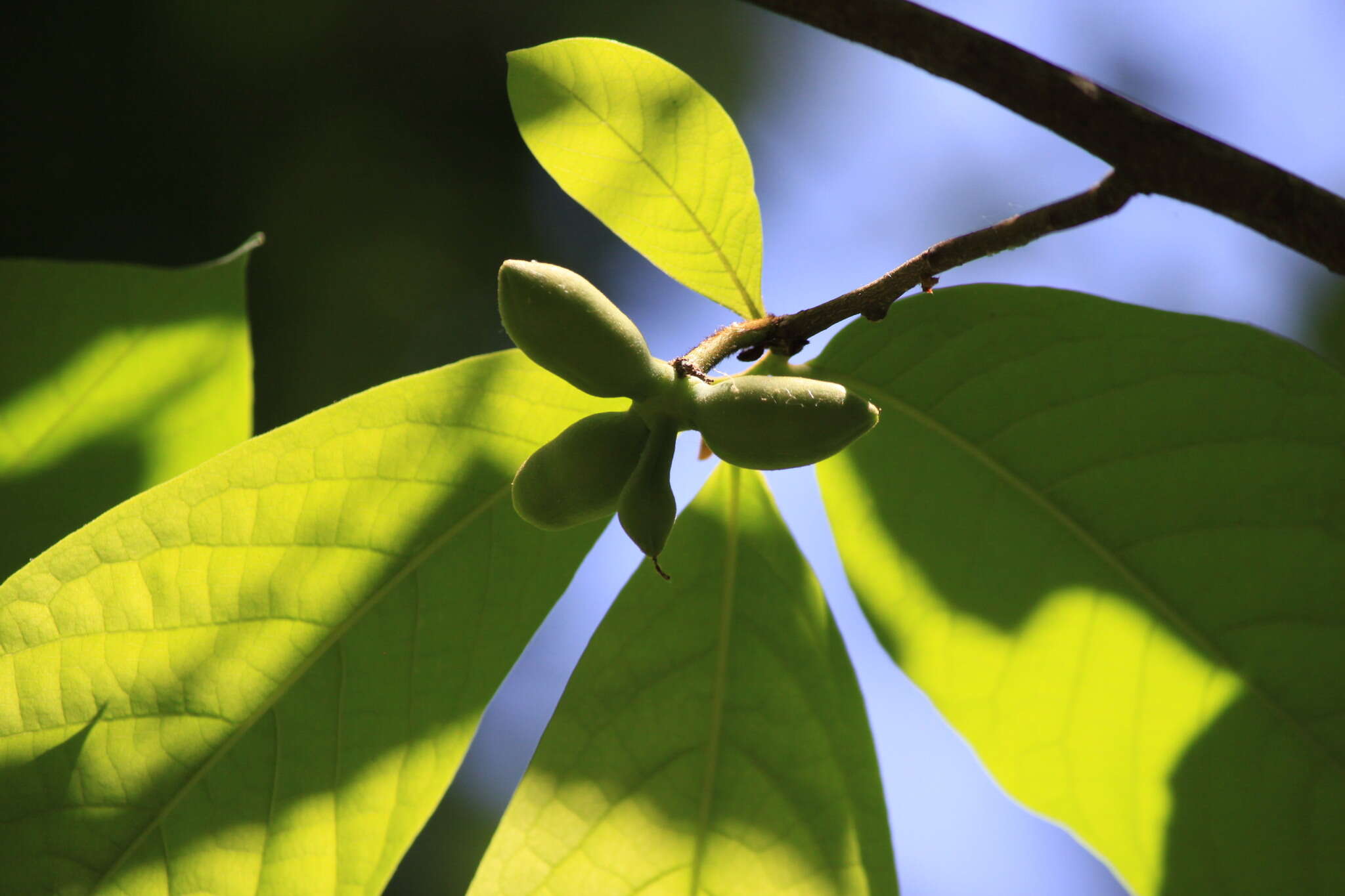 Plancia ëd Asimina triloba (L.) Dunal