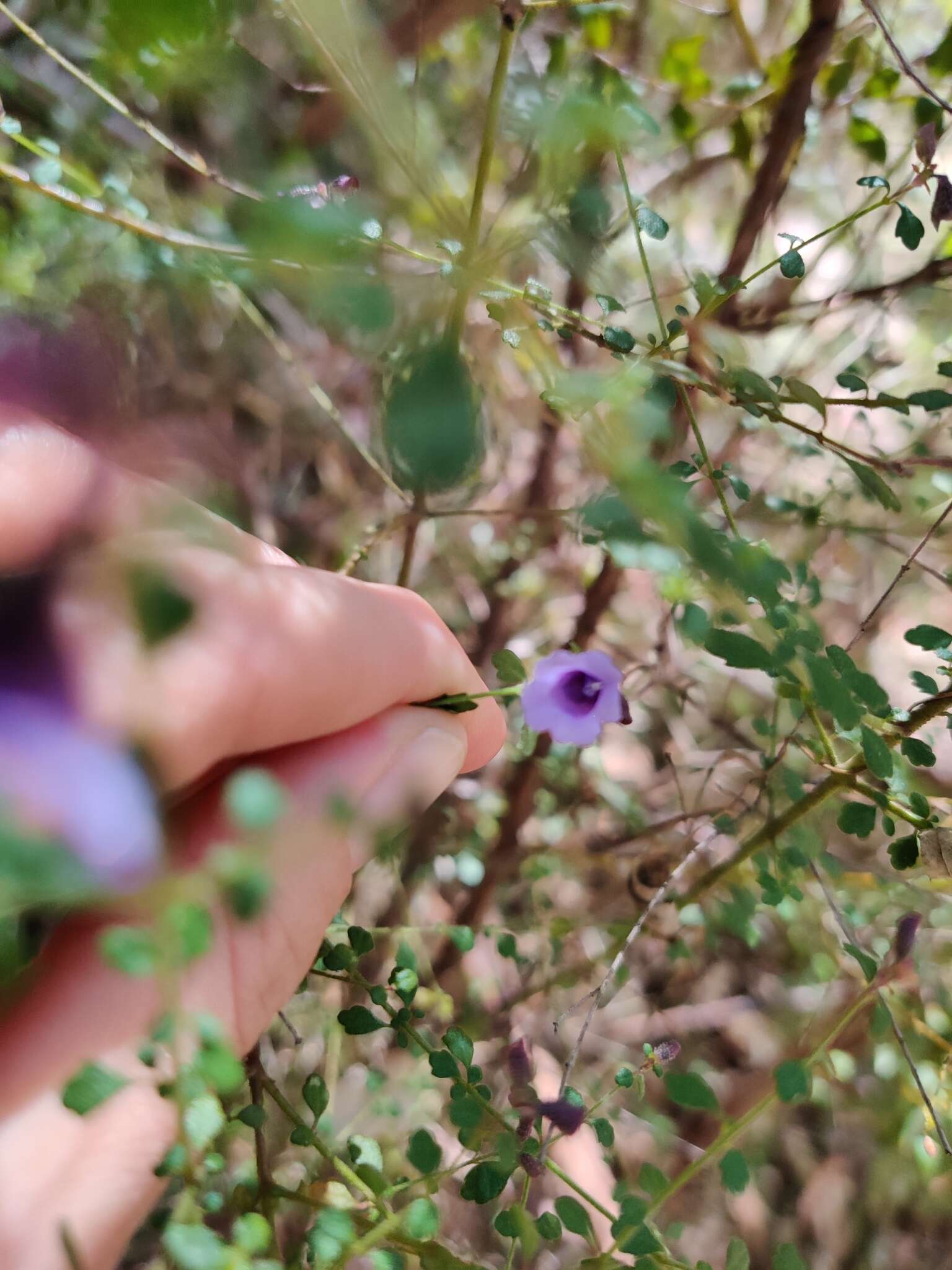 Image of Violet Mint-bush