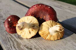 Image de Russula badia Quél. 1881