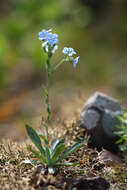 Image of Eritrichium sichotense Popov