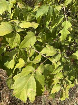 Imagem de Acer negundo var. californicum (Torr. & Gray) Sarg.