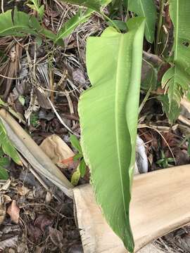 Plancia ëd Heliconia latispatha Benth.