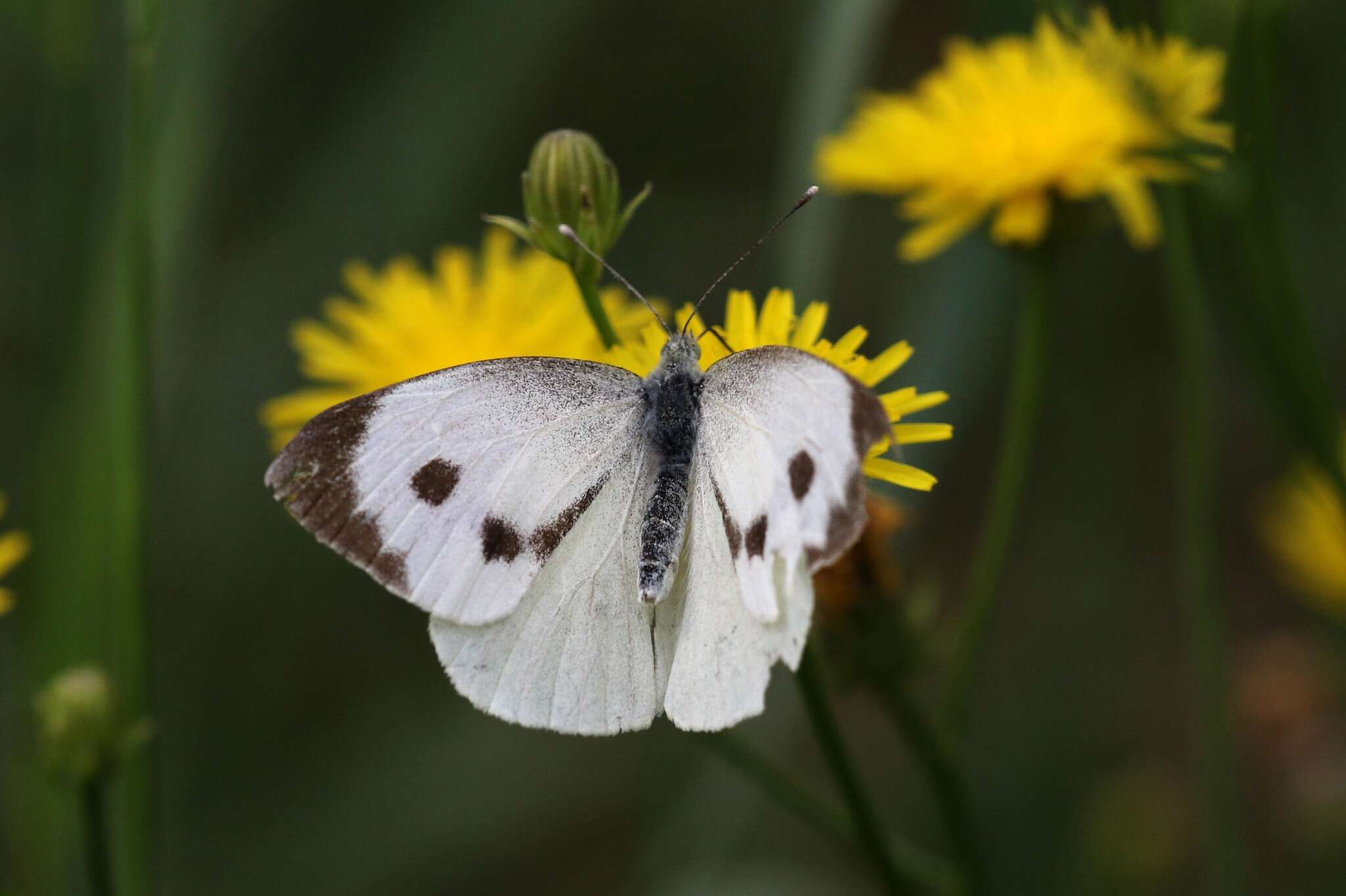 Image of cabbage butterfly