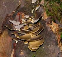 Image of Pleurotus purpureo-olivaceus (G. Stev.) Segedin, P. K. Buchanan & J. P. Wilkie 1995